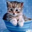 Cute-Kitten-Wallpaper-kittens-16094683-1280-800.jpg