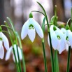 spring-snowdrop-white-flower-wallpaper.jpg