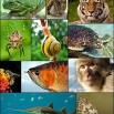 Animal_diversity_October_2007.jpg