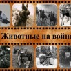 животные на войне..jpg