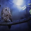 animals-birds-owl-69937.jpg