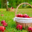 depositphotos_7105808-stock-photo-apples-in-basket-on-a.jpg