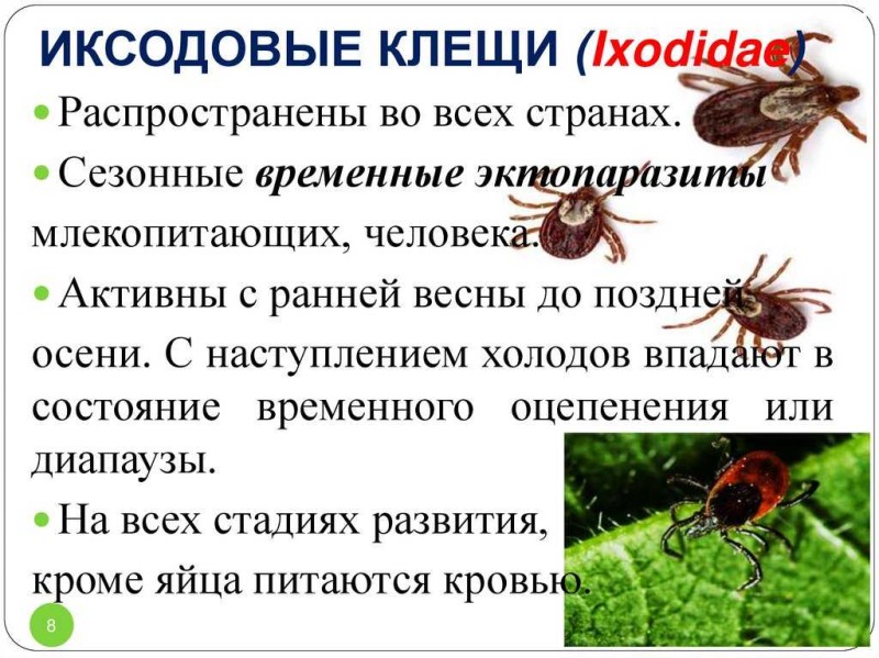 Что делать, если укусил клещ? - Городская Служба Дезинфекции