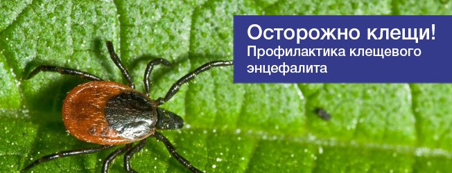 Тюмень энцефалит. Клещевой энцефалит роспотребнадзор. клещевой вирусный энцефалит. профилактика энцефалита. профилактика клещевого энцефалита.