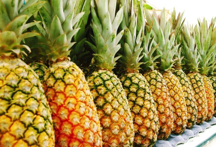 Почему болеет комнатный ананас: причины и способы лечения