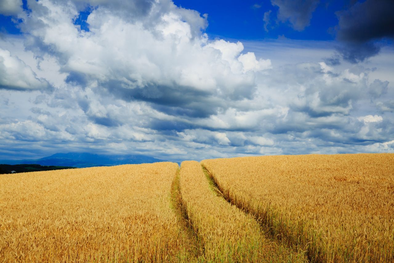 earth-field-57927.jpg