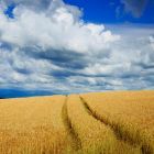 earth-field-57927.jpg
